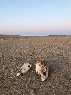 Desierto de Gobi - Mongolia